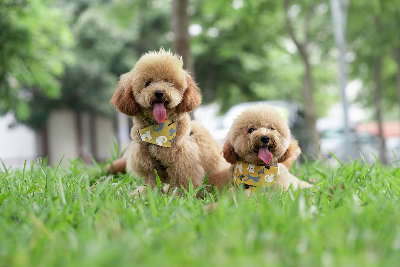 twee lieve poedels op het gras