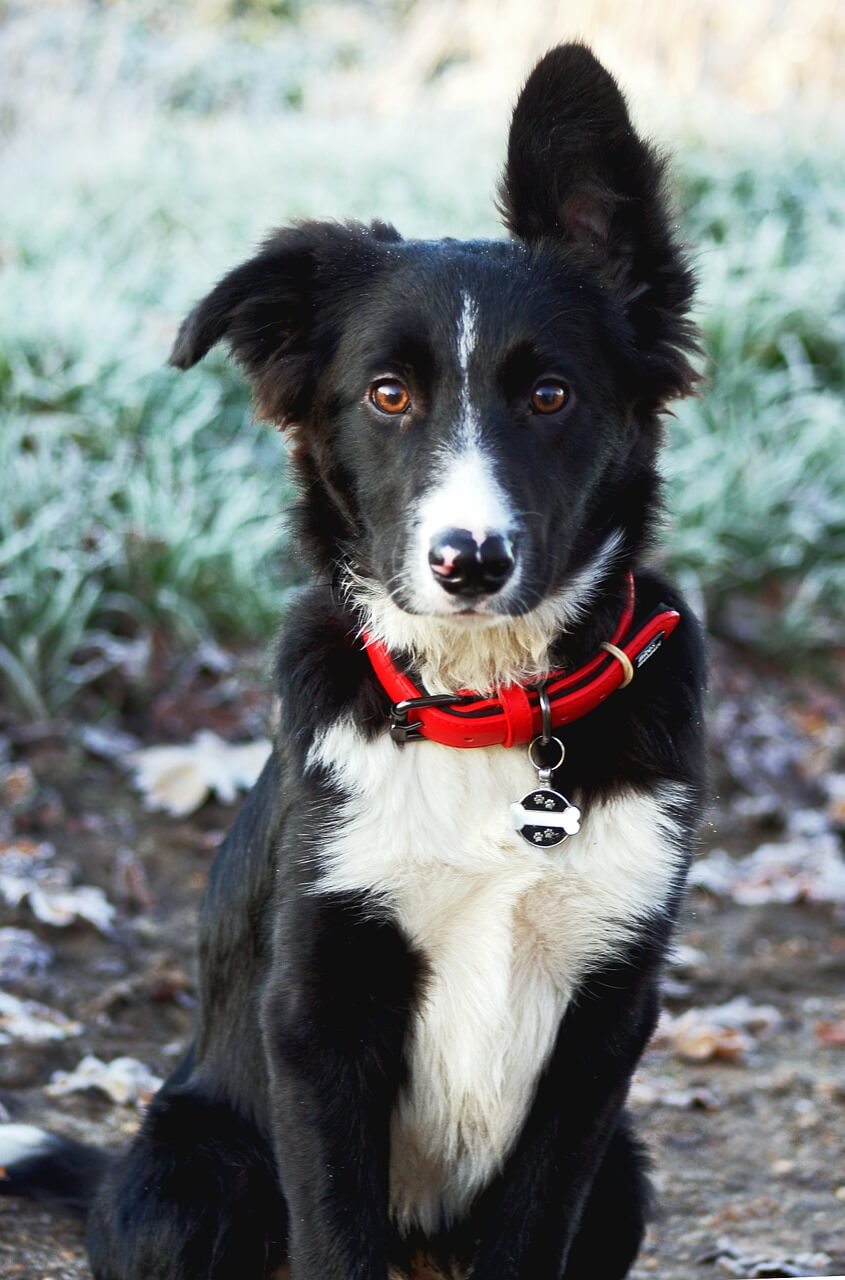 border collie, collie, sheepdog-4664013.jpg