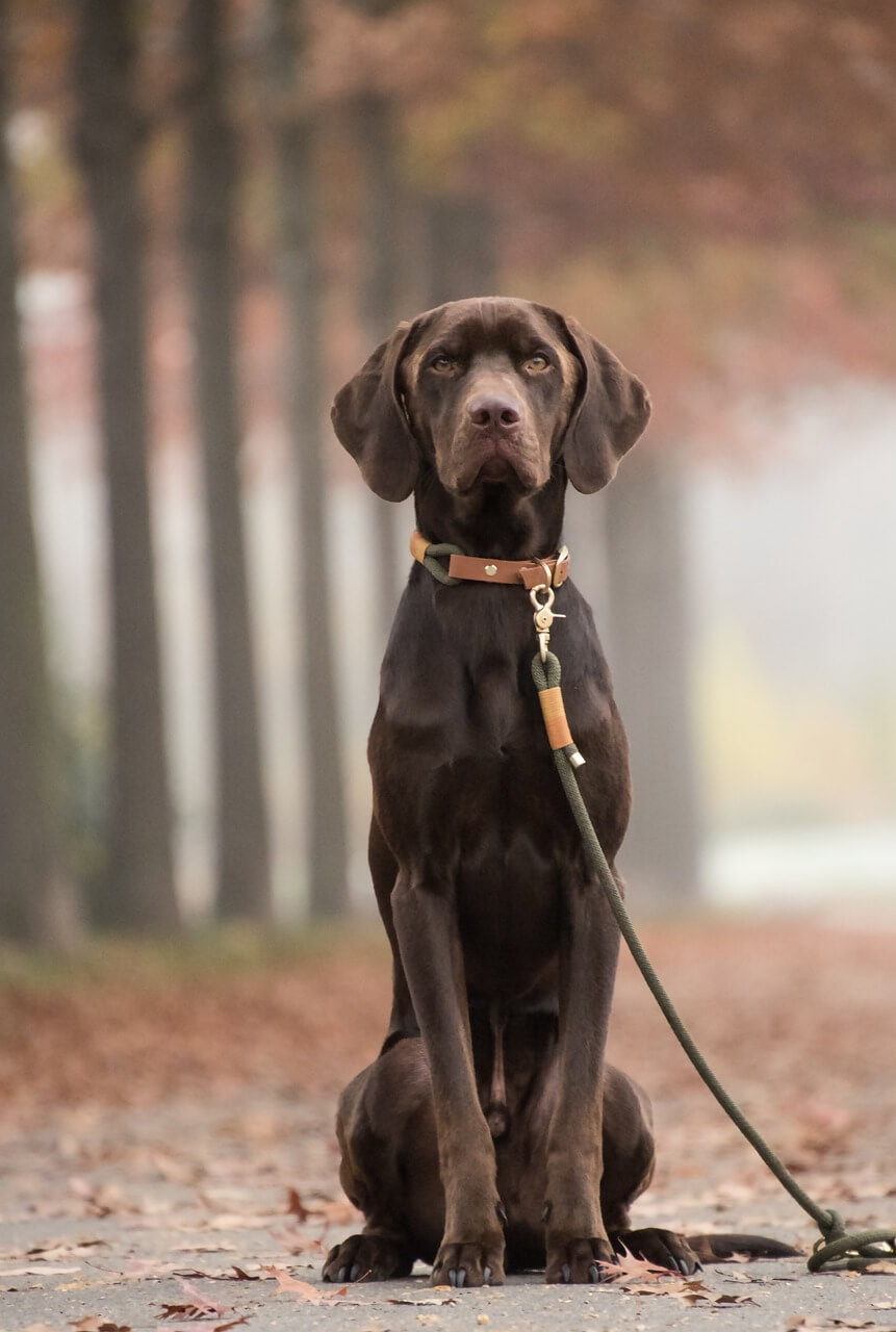 dog, animal, labrador retriever-5730156.jpg