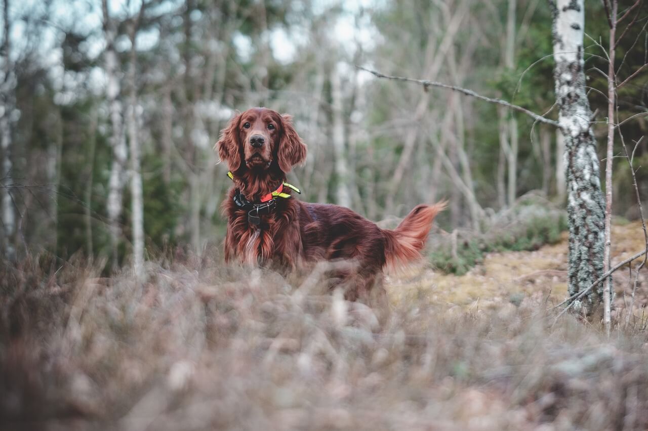 dog, irish, setter-7128753.jpg