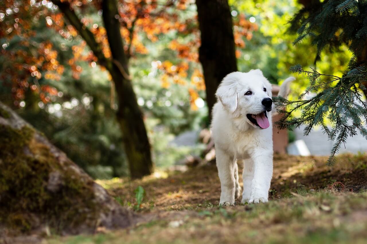 Hond loopt door het bos