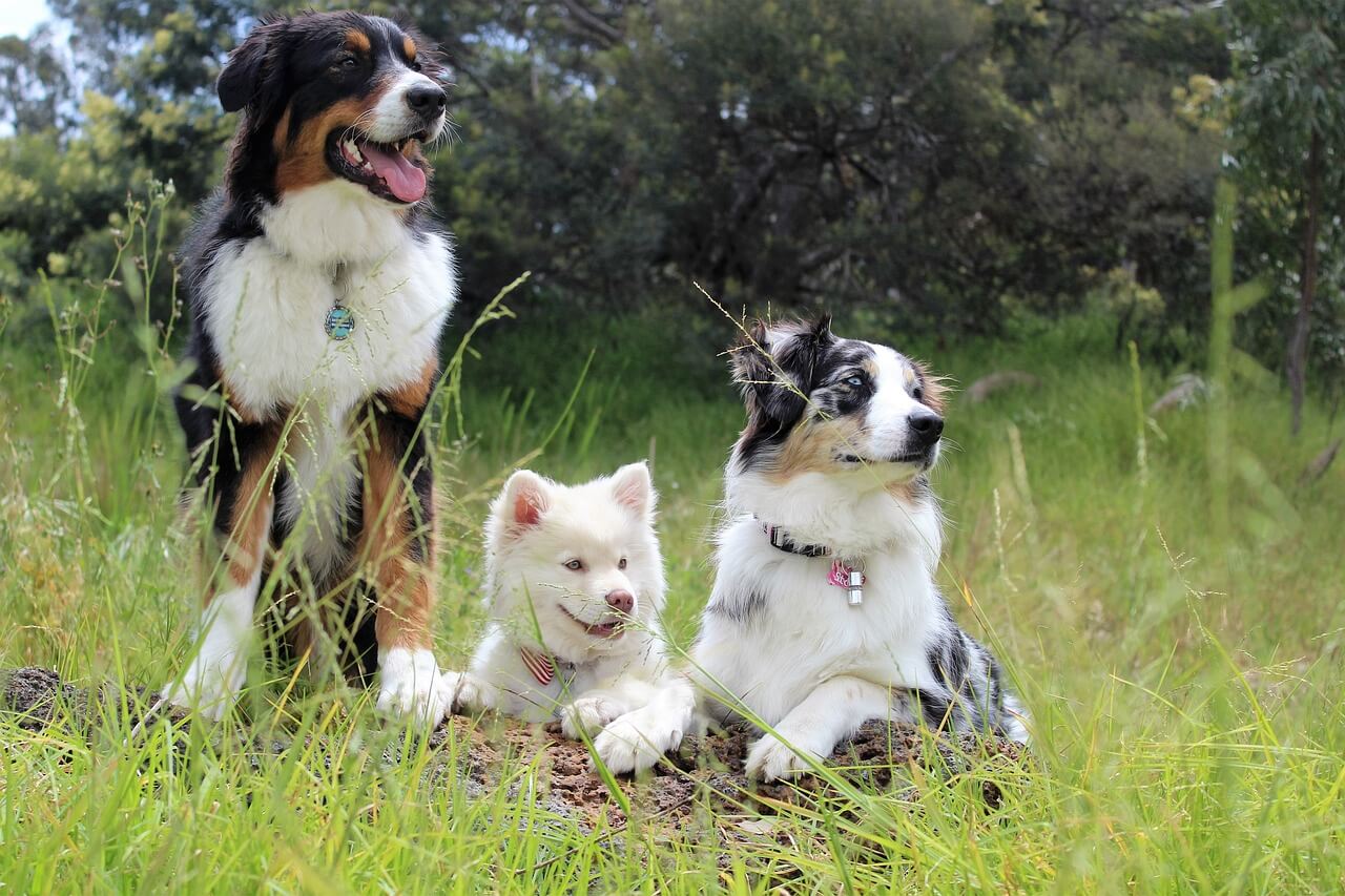 verschillende honden kijken en letten op instructies