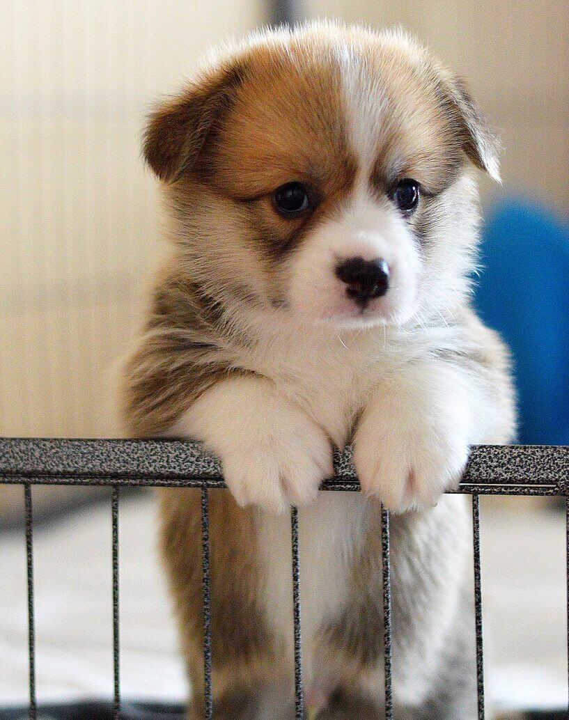 Puppy Welsh corgi Pembroke