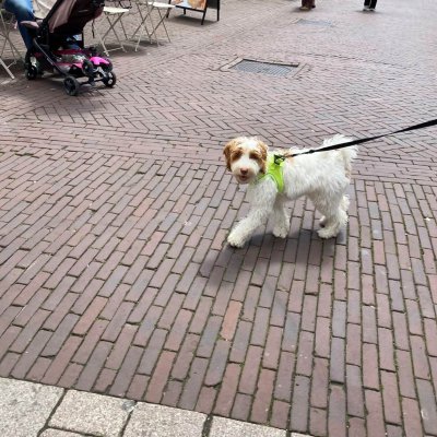 Rachel is een betrokken, vaardige en heel prettige hondentrainer. Ze kijkt naar wat de hond en de baasjes nodig hebben en past waar nodig haar aanpak aan. Rachel gaat uit van een positieve benadering naar de hond. Onze Lexie is dol op haar en heel enthousiast als we haar weer tegen komen. Perfect!!!