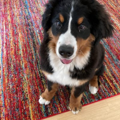 Met onze Berner pup hadden we behoefte aan persoonlijke ondersteuning die we in een reguliere cursus niet vonden, zoals het opbouwen van contact tussen onze dochter en de hond en een aantal specifieke vragen. Rachel heeft ons in korte tijd geholpen met praktische tips en het uitwerken van oefeningen, waardoor we zekerder zijn geworden in het onderling contact. Wij bellen Rachel als we weer ondersteuning nodig hebben!   Groetjes, Harald